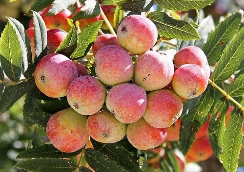 Rowan: varieties with photos and descriptions