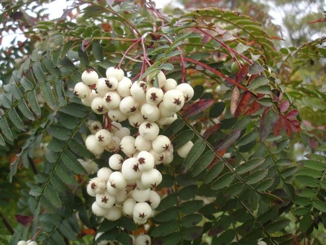 Rowan: varieties with photos and descriptions