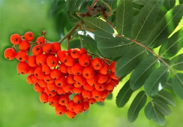 Rowan: varieties with photos and descriptions