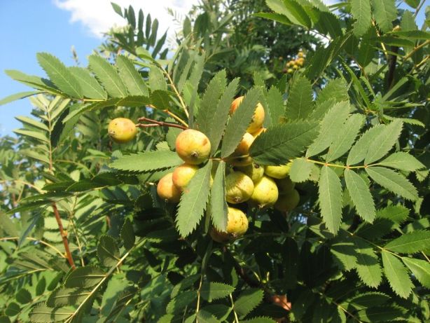 Rowan: varieties with photos and descriptions