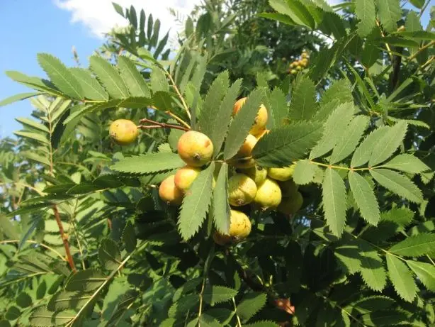 Rowan: varieties with photos and descriptions