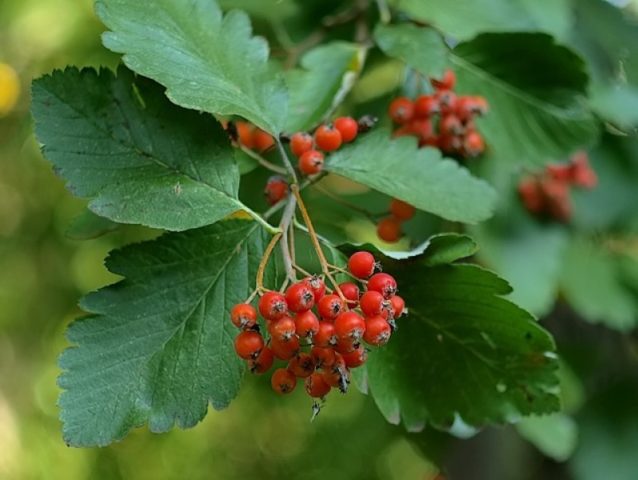 Rowan: varieties with photos and descriptions