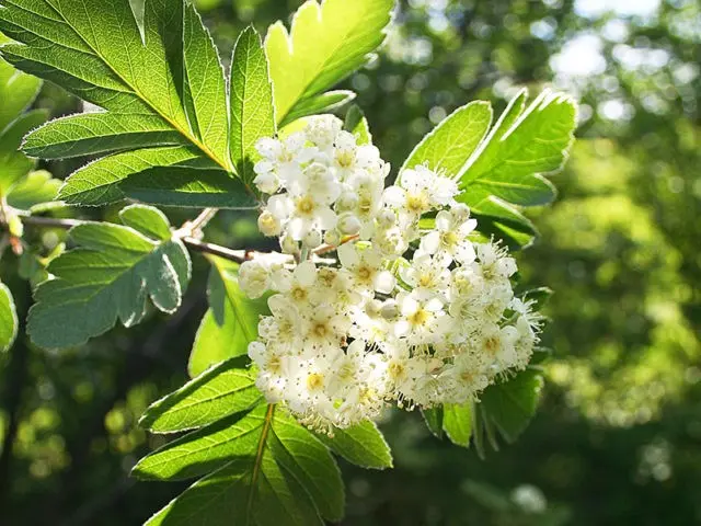 Rowan: varieties with photos and descriptions