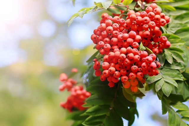 Rowan: varieties with photos and descriptions