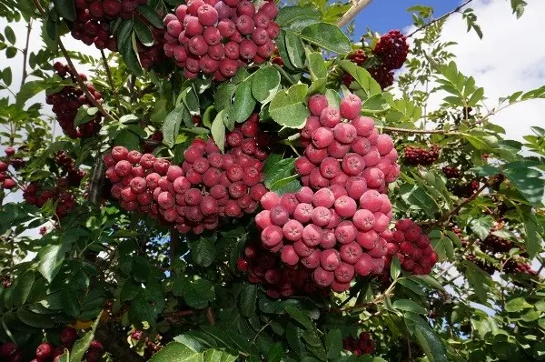 Rowan: varieties with photos and descriptions