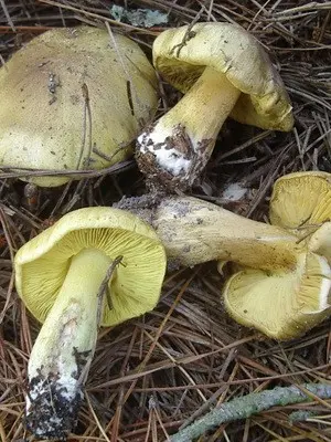 Rows are water-spotted, yellow-brown and golden