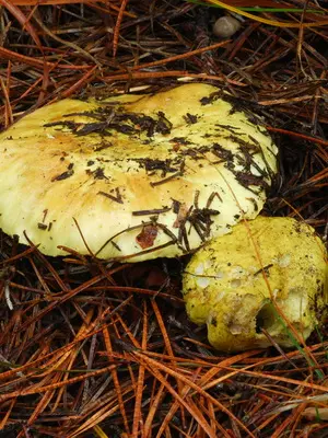 Rows are water-spotted, yellow-brown and golden