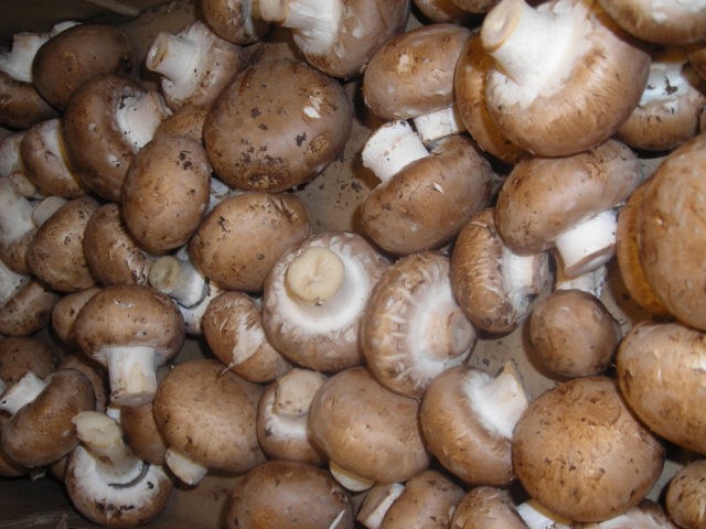 Royal champignons: how they differ from ordinary ones, description and photo