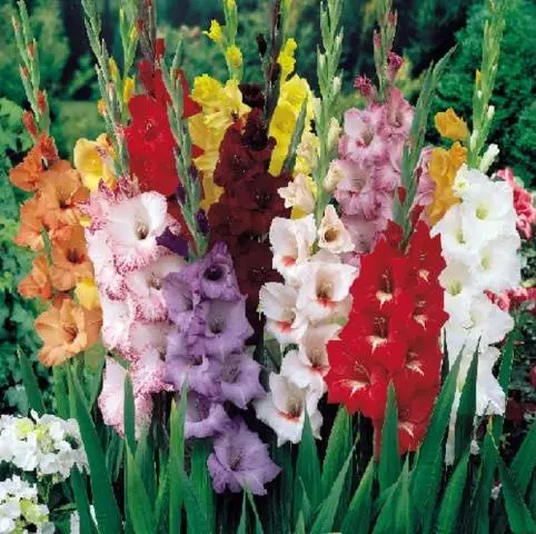 Royal flower in landscape design &#8211; gladiolus in compositions