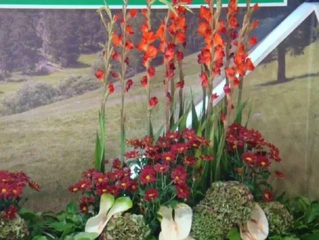 Royal flower in landscape design - gladiolus in compositions