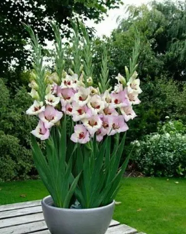 Royal flower in landscape design - gladiolus in compositions