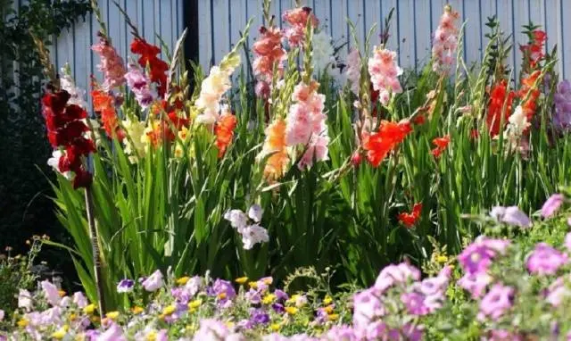 Royal flower in landscape design &#8211; gladiolus in compositions