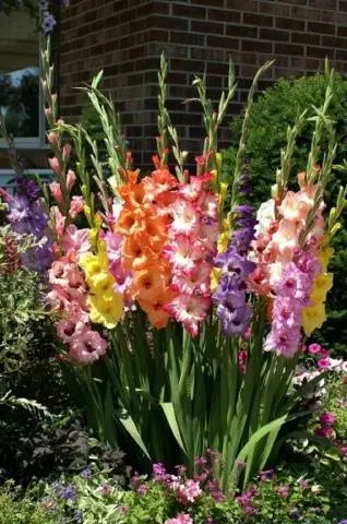 Royal flower in landscape design - gladiolus in compositions