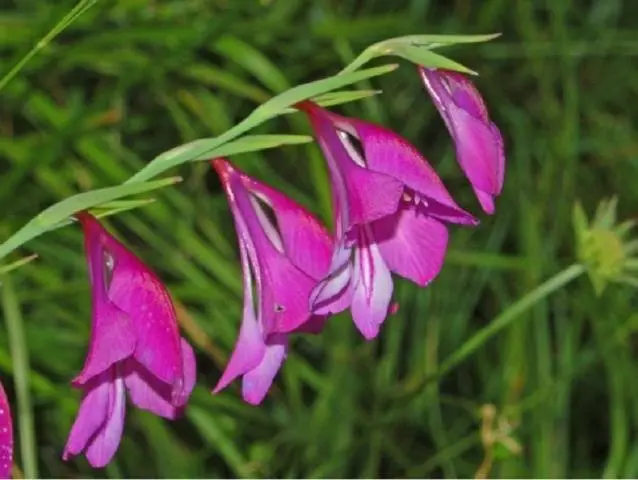 Royal flower in landscape design - gladiolus in compositions