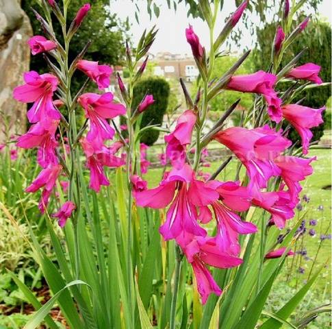 Royal flower in landscape design - gladiolus in compositions