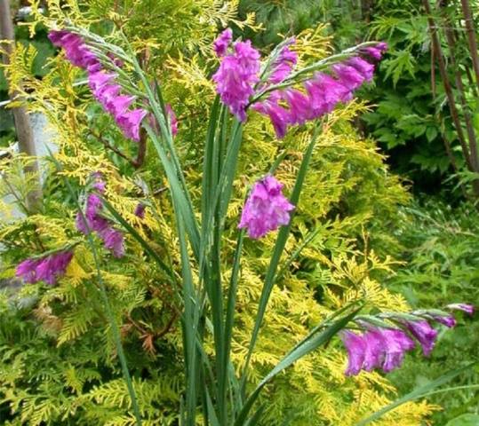 Royal flower in landscape design - gladiolus in compositions