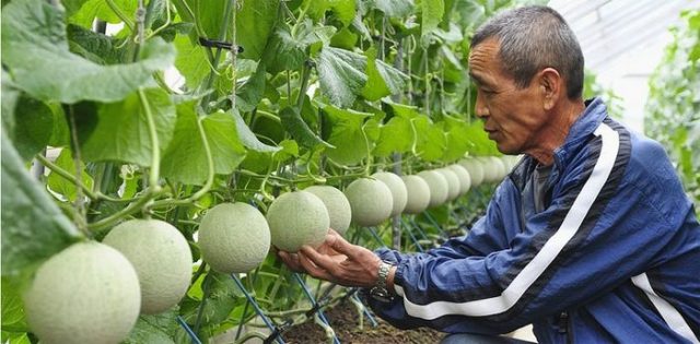 Royal Melon Yubari