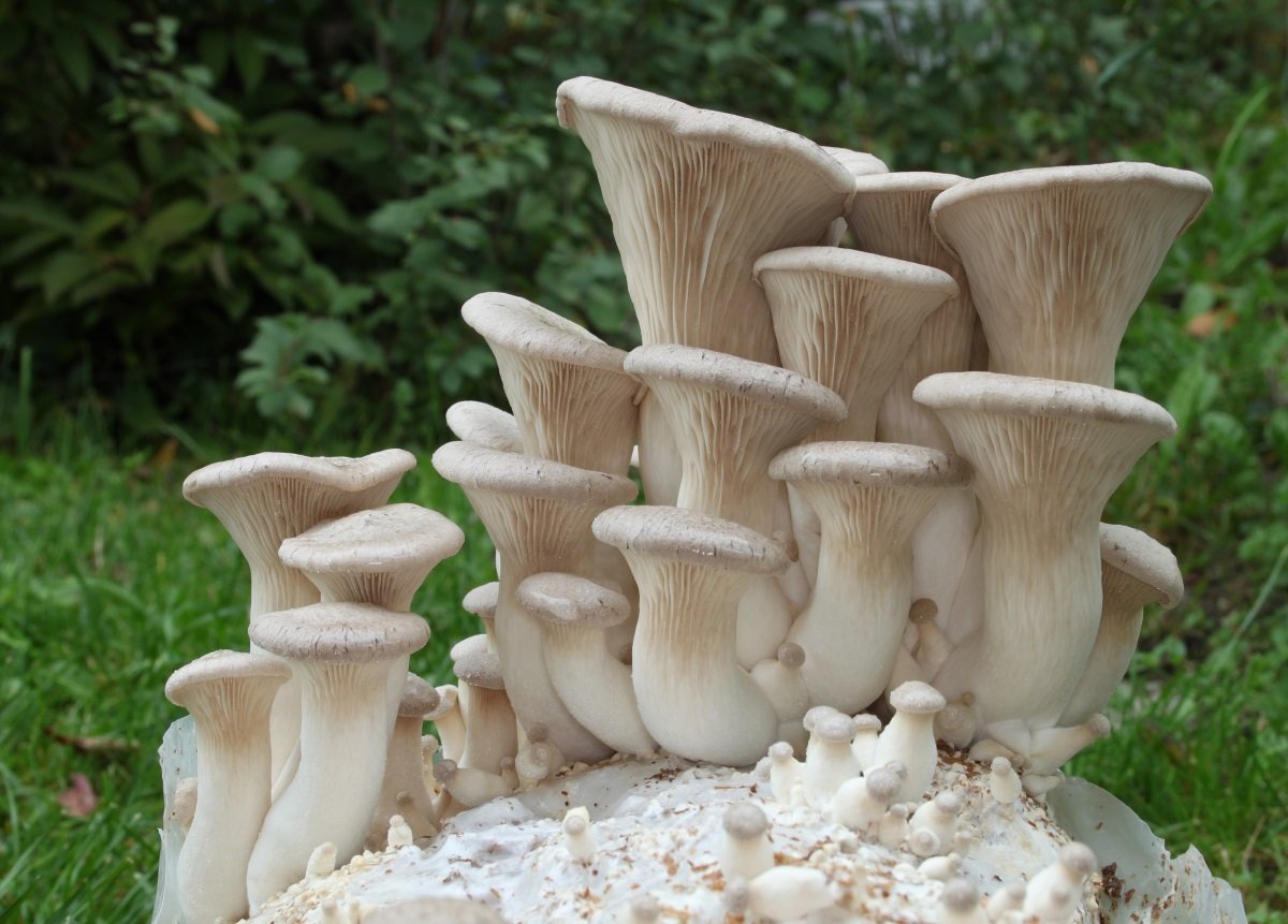Royal oyster mushroom (Eringi, Steppe oyster mushroom) (Pleurotus eryngii) photo and description