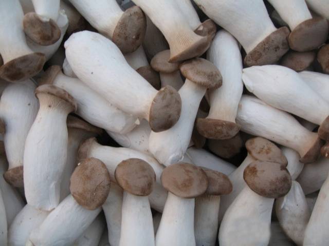 Royal oyster mushroom: how to grow