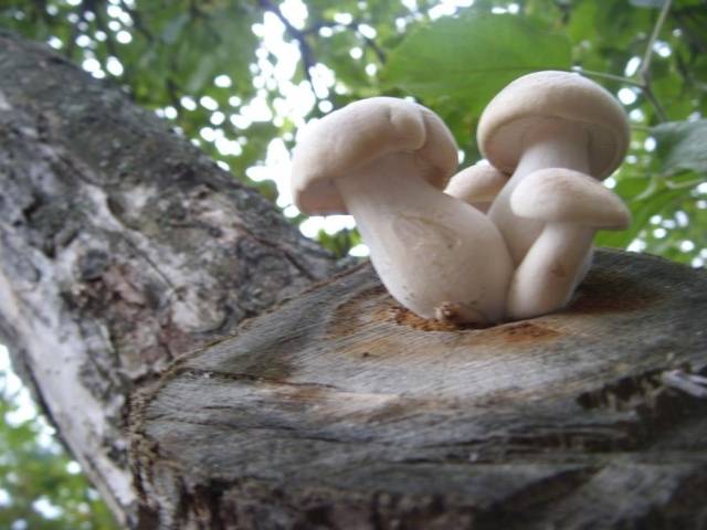 Royal oyster mushroom: how to grow