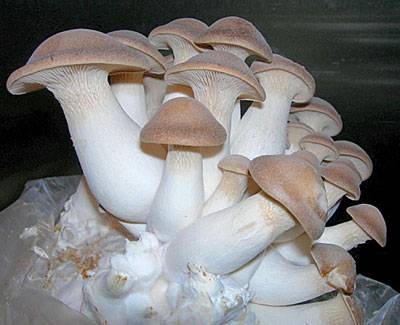 Royal oyster mushroom: how to grow