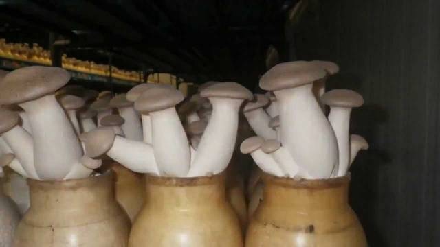 Royal oyster mushroom: how to grow