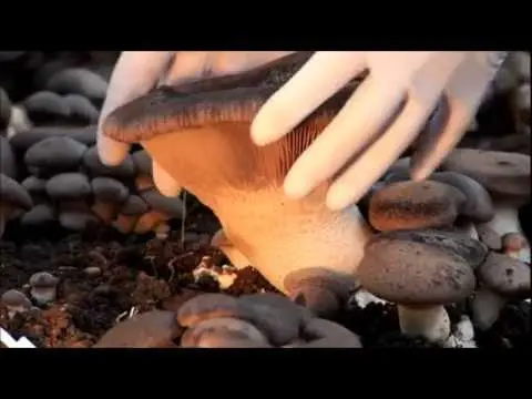 Royal oyster mushroom: how to grow