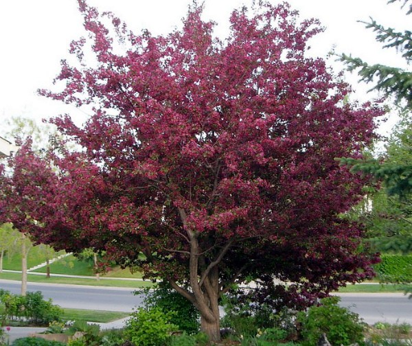 Royalty apple tree is a unique ornamental plant