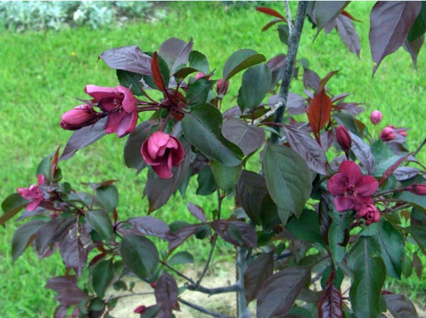 Royalty apple tree is a unique ornamental plant