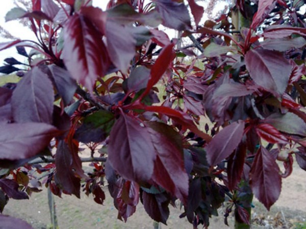 Royalty apple tree is a unique ornamental plant