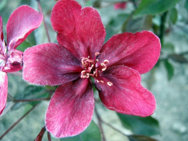 Royalty apple tree is a unique ornamental plant