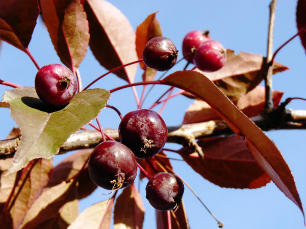 Royalty apple tree is a unique ornamental plant