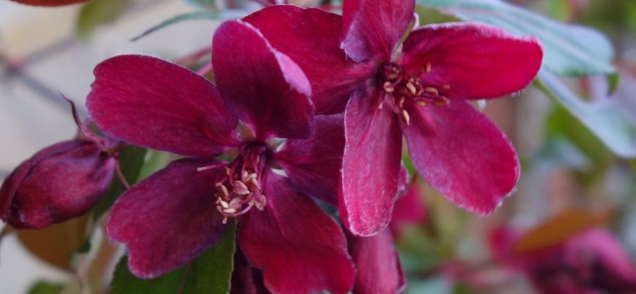 Royalty apple tree is a unique ornamental plant