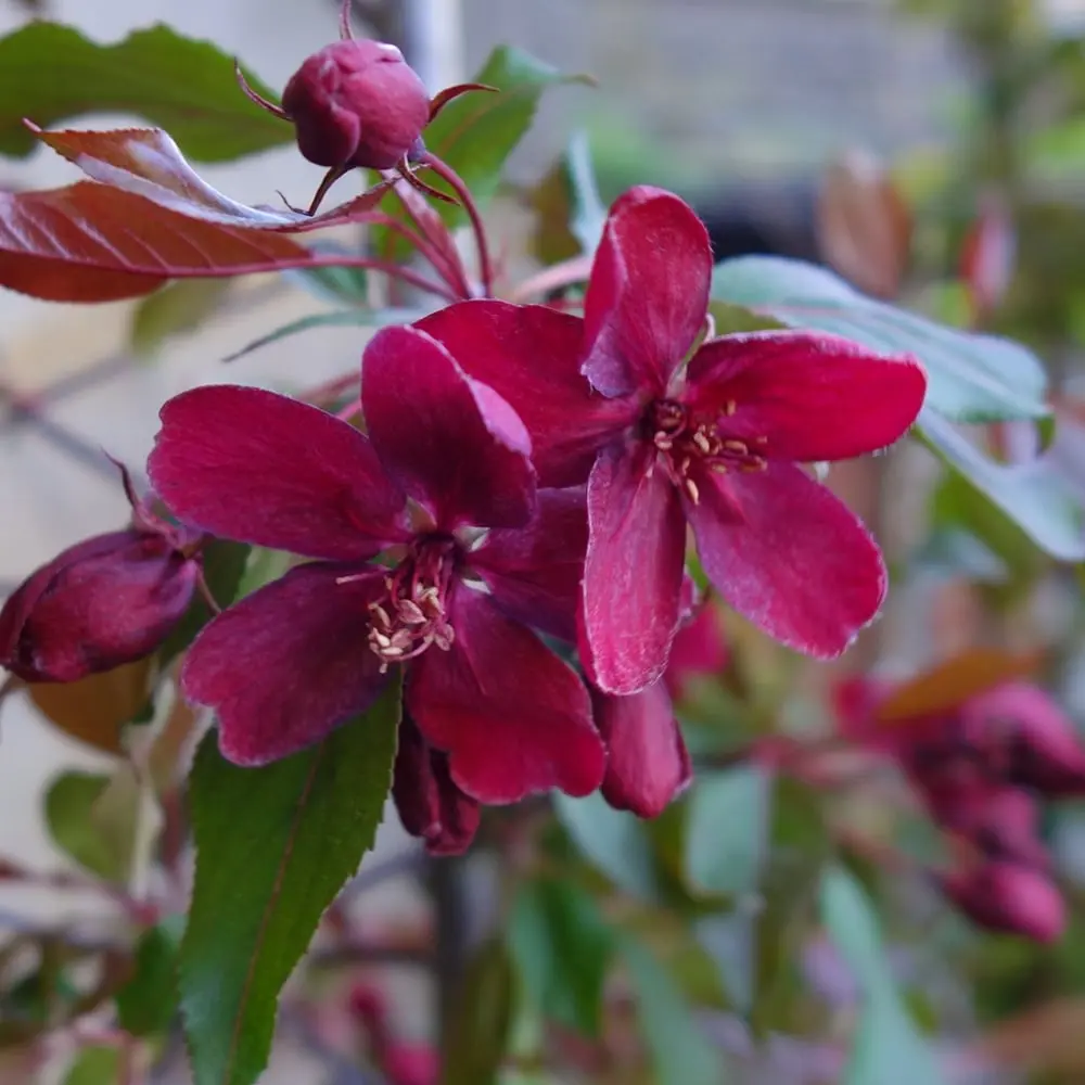 Royalty apple tree is a unique ornamental plant