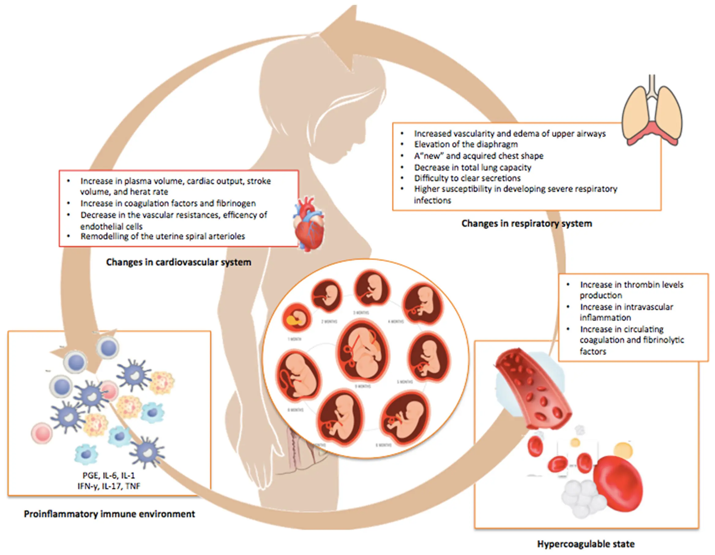 RSV infection can already occur in the uterus