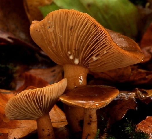 Rubella mushrooms: photo and description of how to cook for the winter