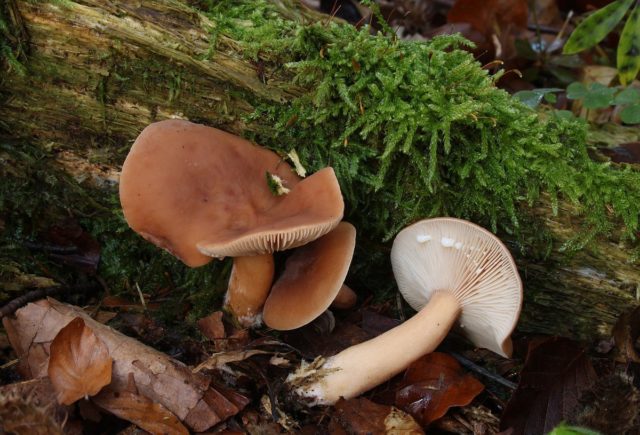 Rubella mushrooms: photo and description of how to cook for the winter