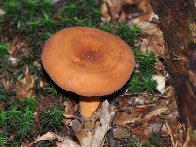 Rubella mushrooms: photo and description of how to cook for the winter