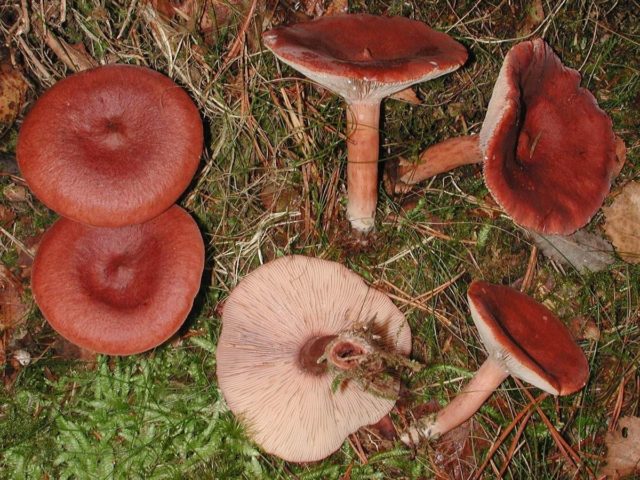 Rubella mushrooms: photo and description of how to cook for the winter