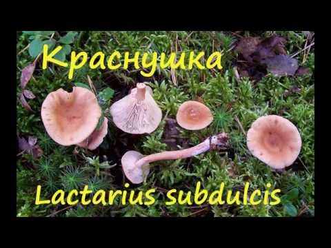 Rubella mushrooms: photo and description of how to cook for the winter