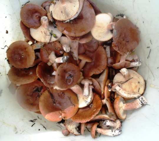 Rubella mushrooms: photo and description of how to cook for the winter