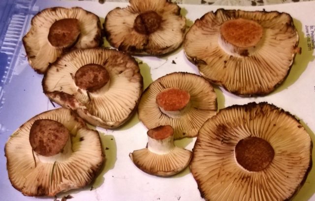 Rubella mushrooms: photo and description of how to cook for the winter