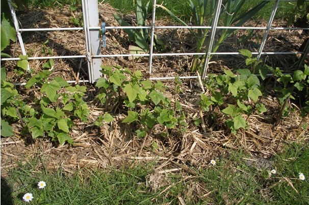 Rules and scheme for planting currant cuttings with a photo