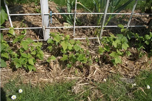 Rules and scheme for planting currant cuttings with a photo