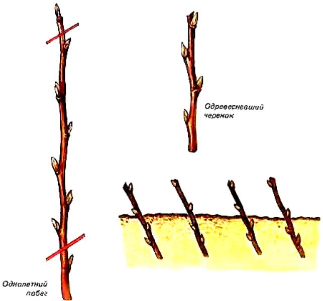 Rules and scheme for planting currant cuttings with a photo