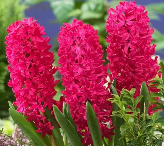 Rules and terms for forcing hyacinths by March 8