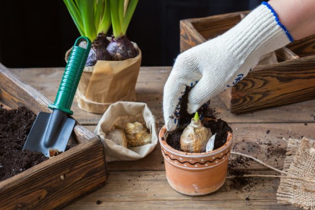 Rules and terms for forcing hyacinths by March 8