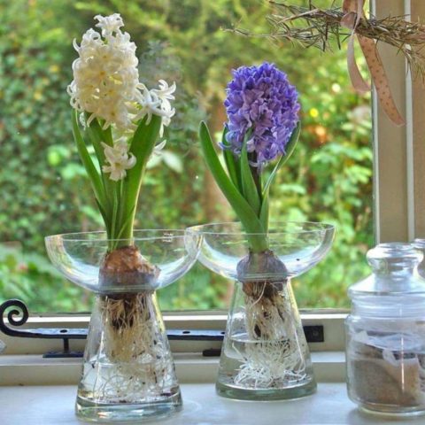 Rules and terms for forcing hyacinths by March 8