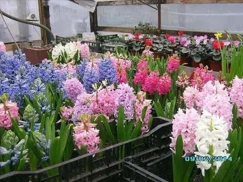 Rules and terms for forcing hyacinths by March 8