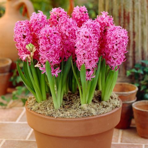 Rules and terms for forcing hyacinths by March 8